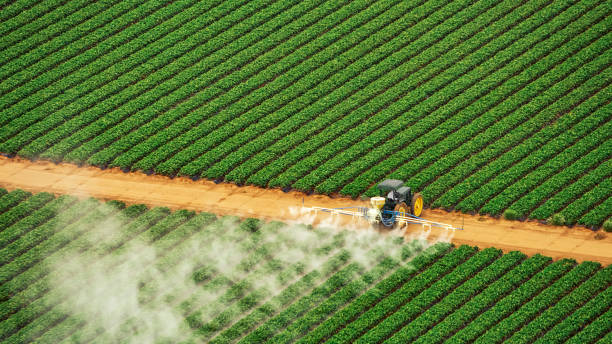 Best Termite Control Services  in Williams, OR
