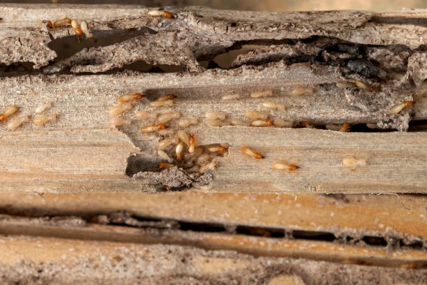 Best Wildlife Control Services  in Williams, OR
